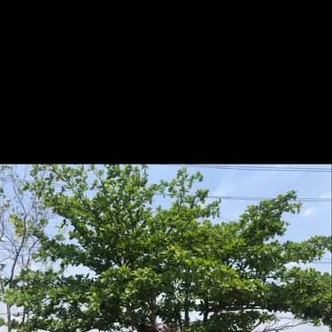 House on 4 Rai of Land in Nakhon Chai Si